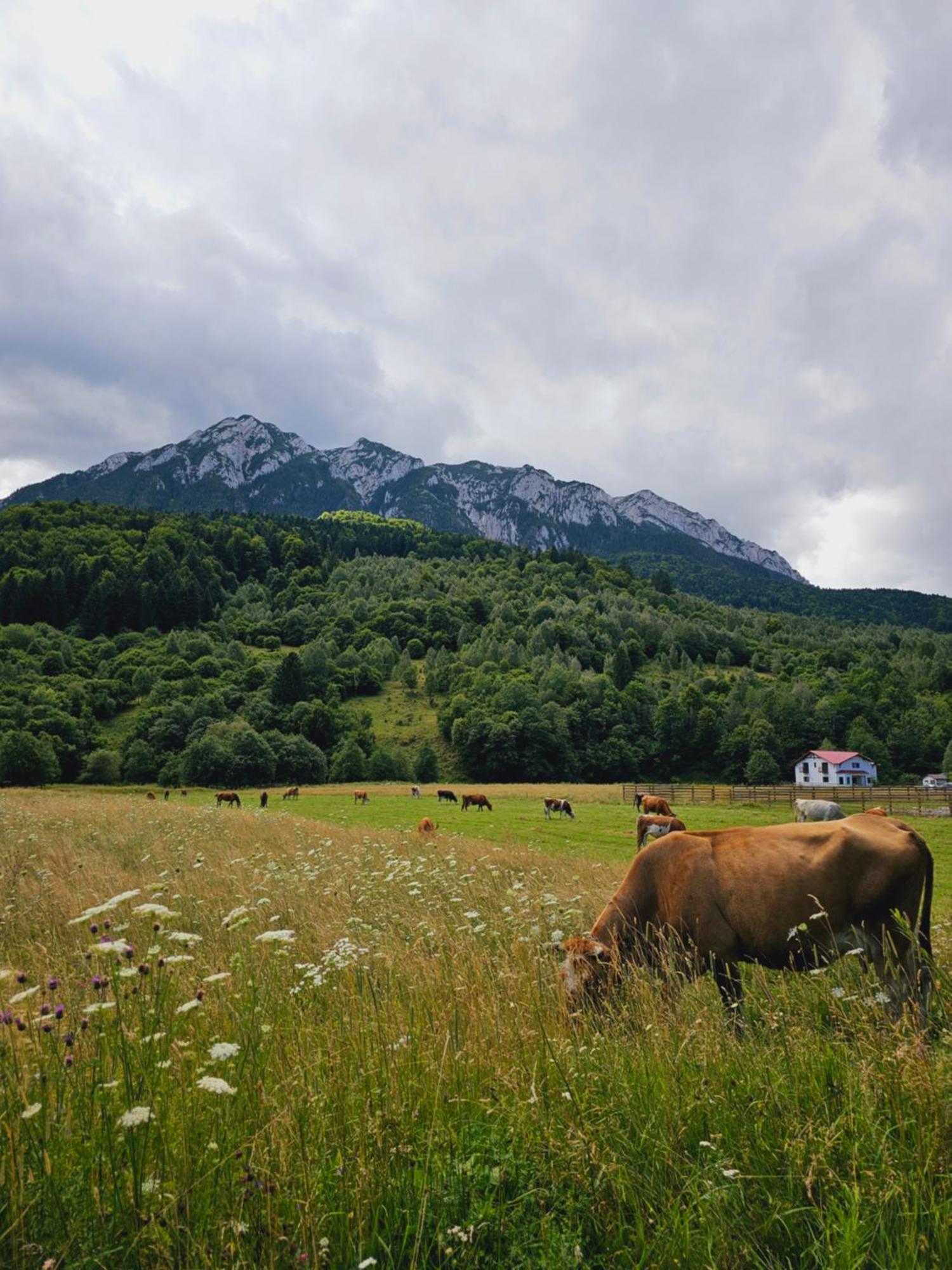 Pensiunea Kyfana Zarnesti Exterior foto