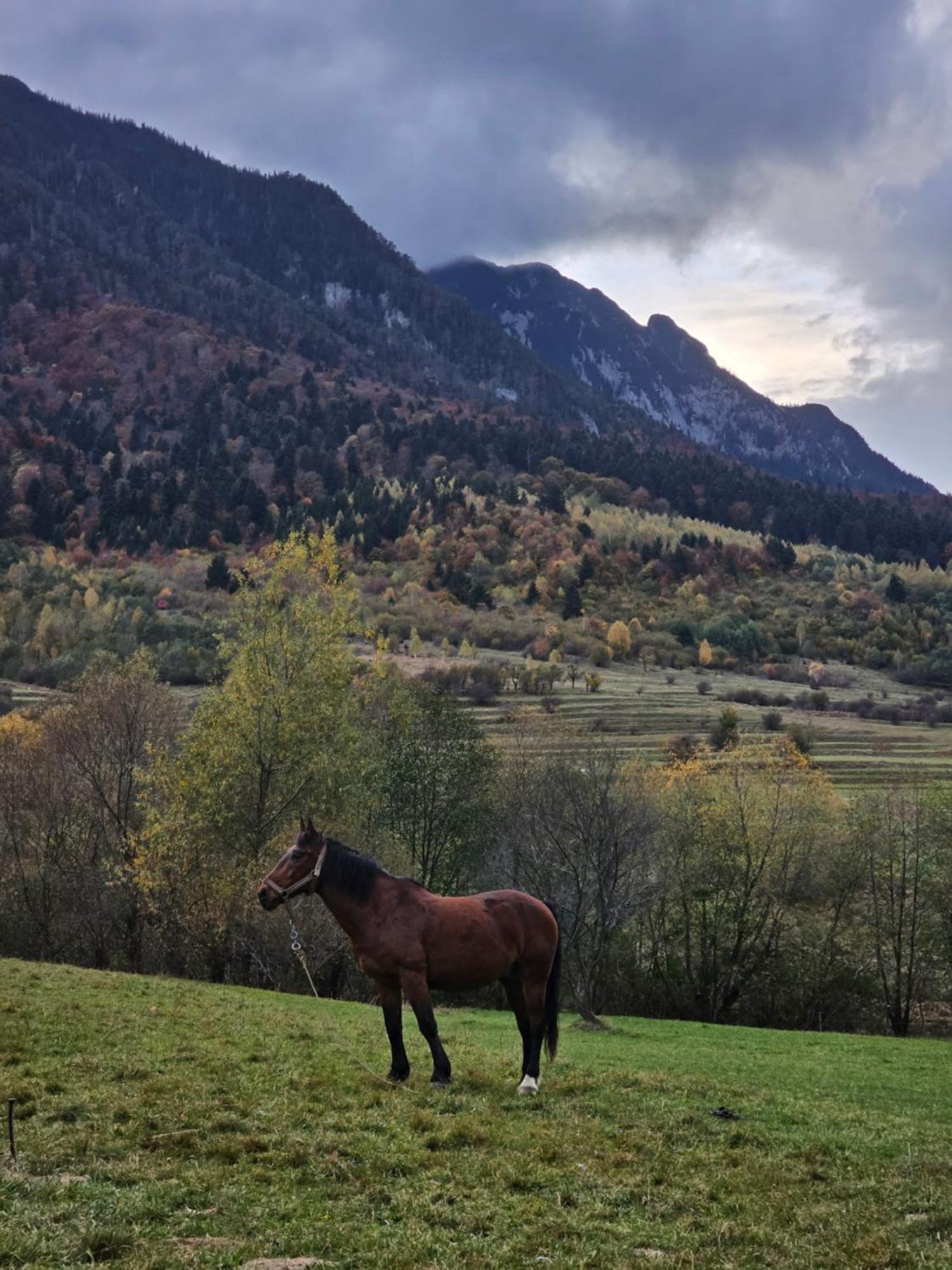 Pensiunea Kyfana Zarnesti Exterior foto